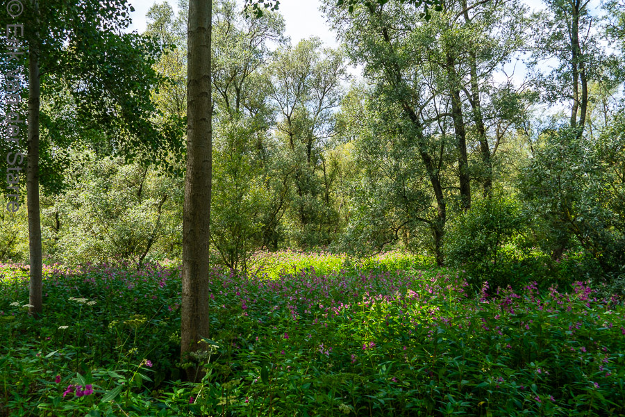 Trage Tocht Brabantse Biesbosch 6502859