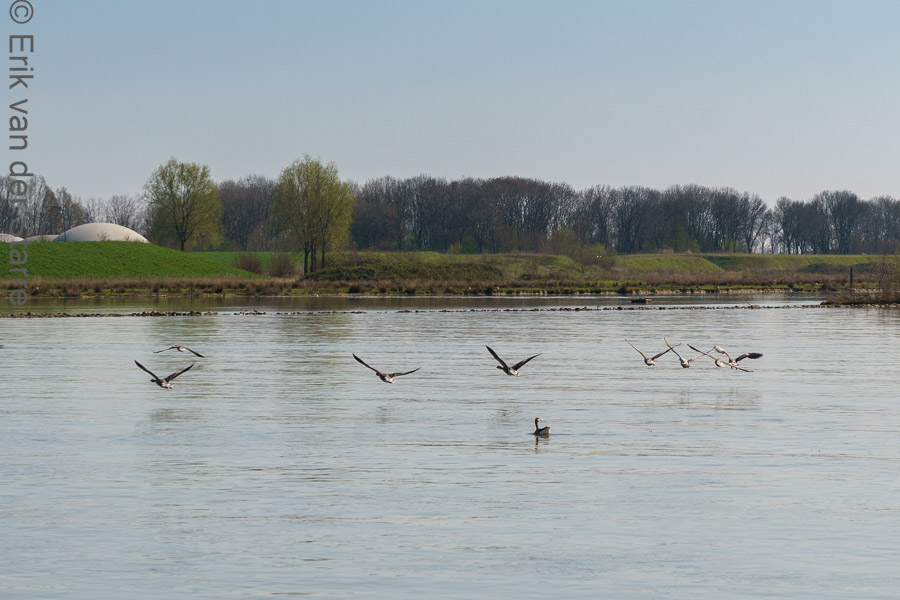 De Maas 6509324