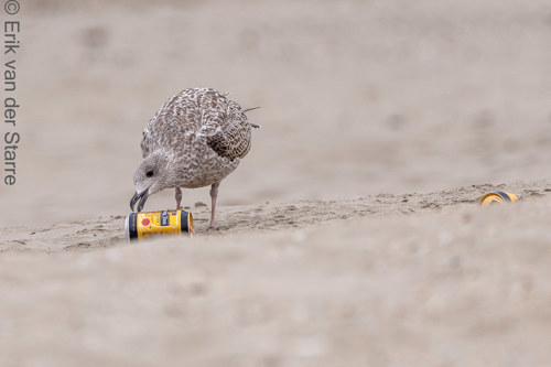 Vogolfotografie Aan De Kust 7300547