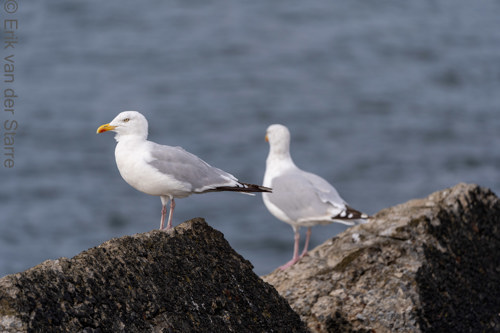 Vogolfotografie Aan De Kust 7301066