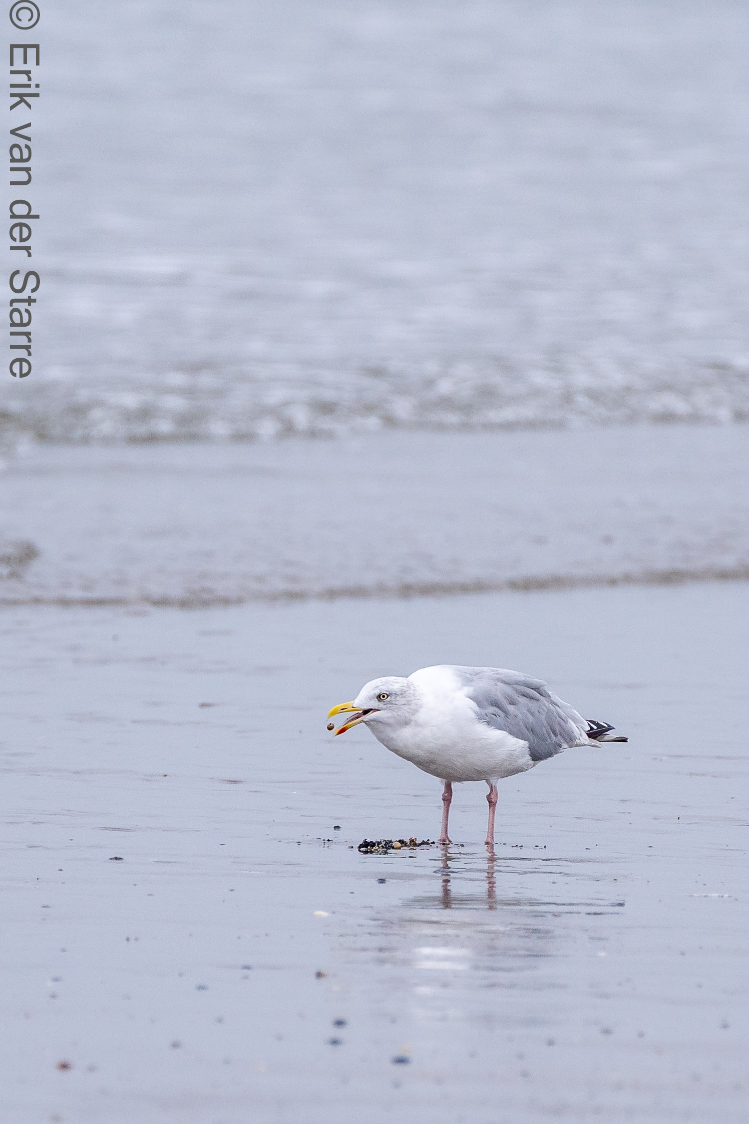 Vogolfotografie Aan De Kust 7300687