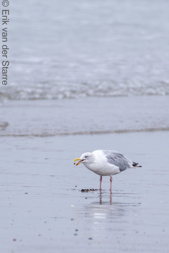 Vogolfotografie Aan De Kust 7300687