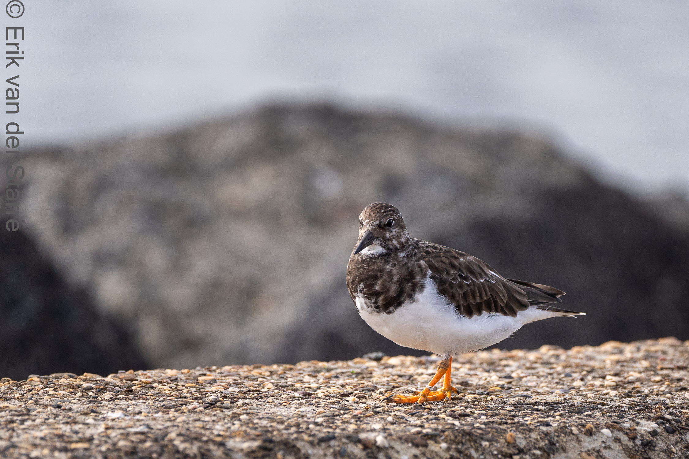 Vogolfotografie Aan De Kust 7301190