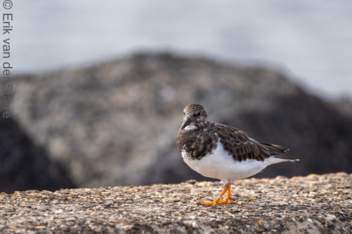 Vogolfotografie Aan De Kust 7301190