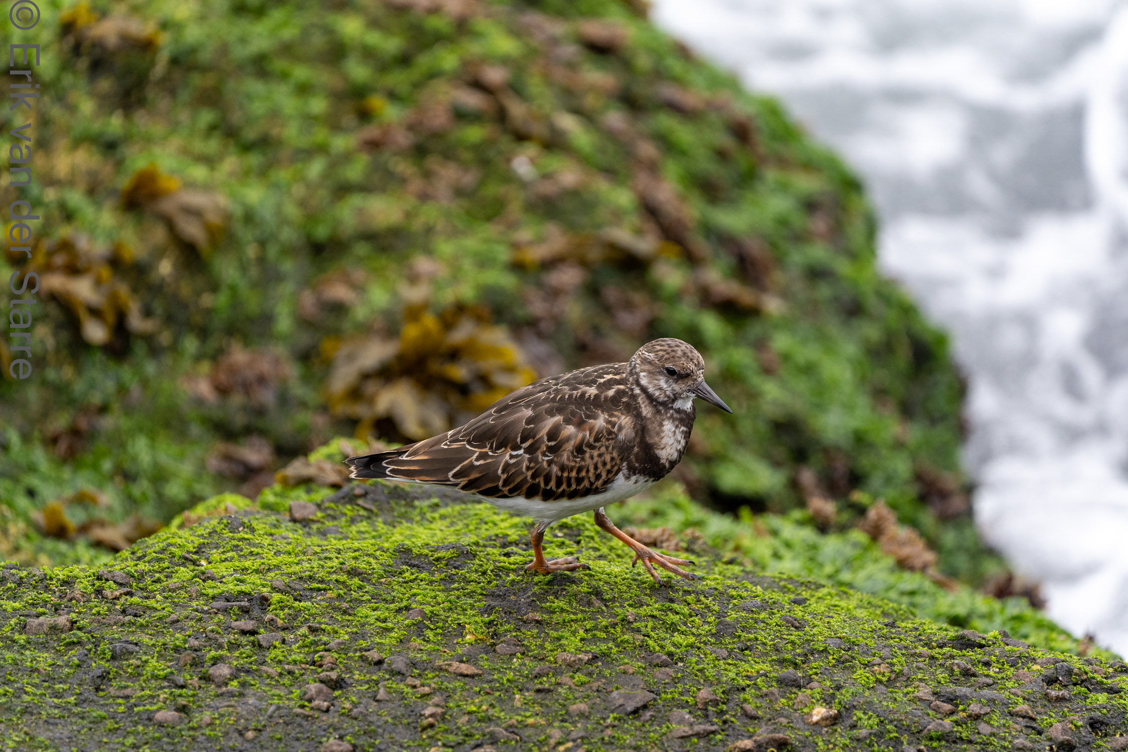 Vogolfotografie Aan De Kust 7300937