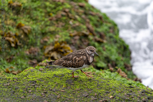 Vogolfotografie Aan De Kust 7300937