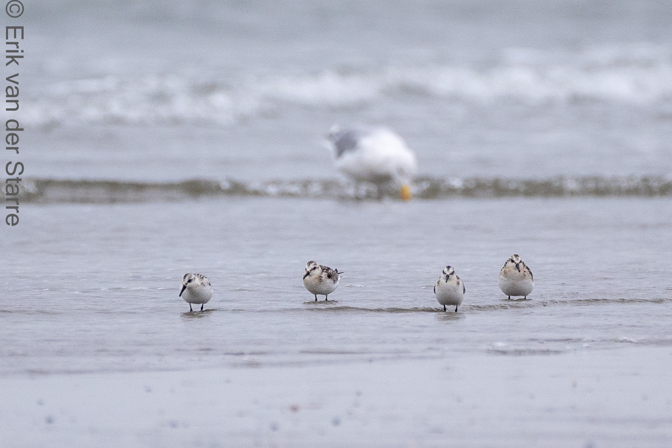 Vogolfotografie Aan De Kust 7300652