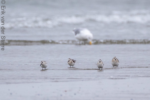 Vogolfotografie Aan De Kust 7300652