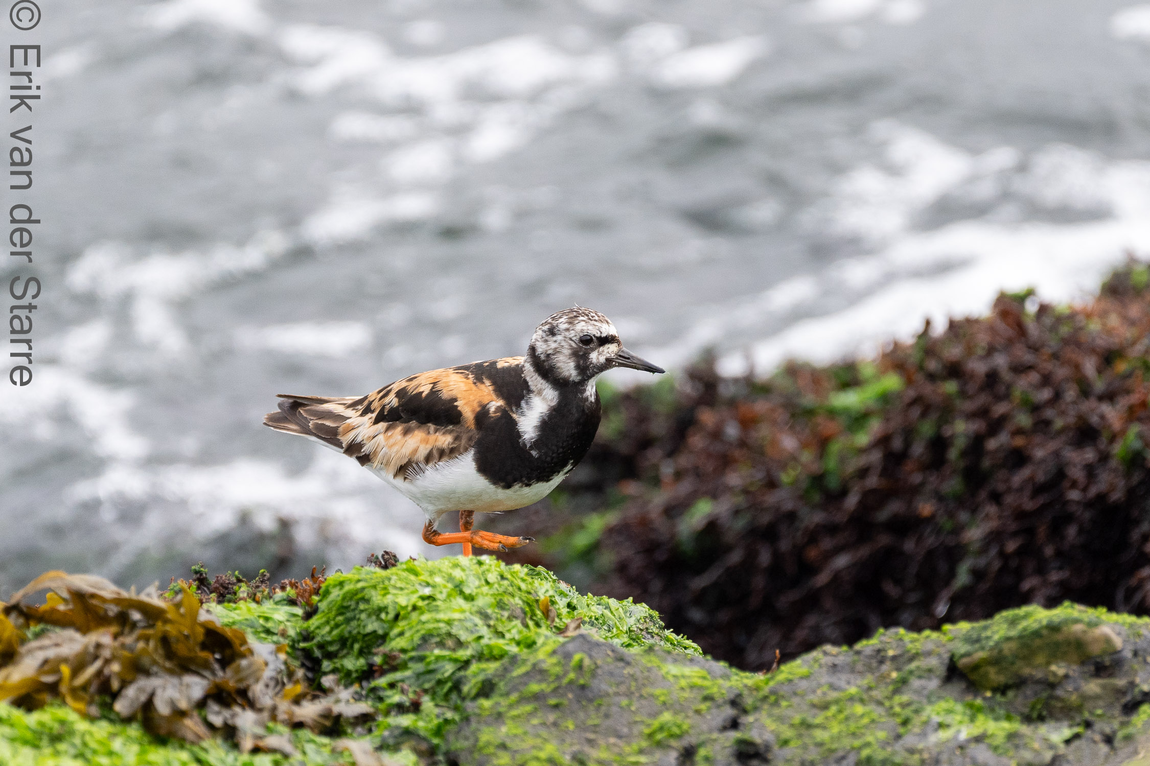 Vogolfotografie Aan De Kust 7300959