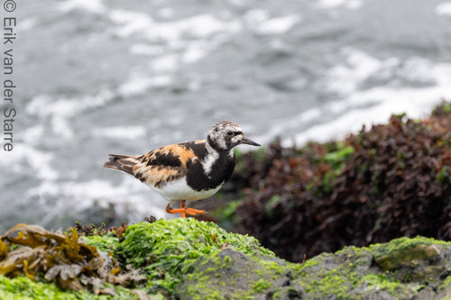 Vogolfotografie Aan De Kust 7300959