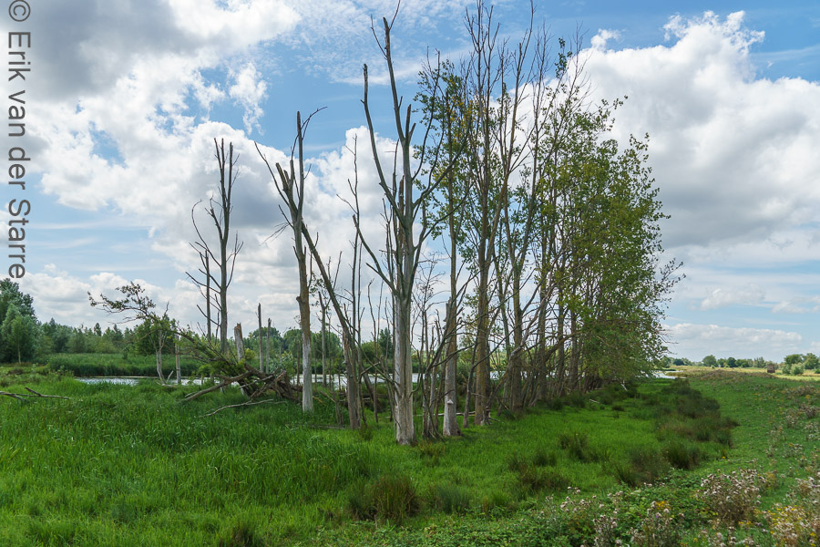Trage Tocht Brabantse Biesbosch 6502823