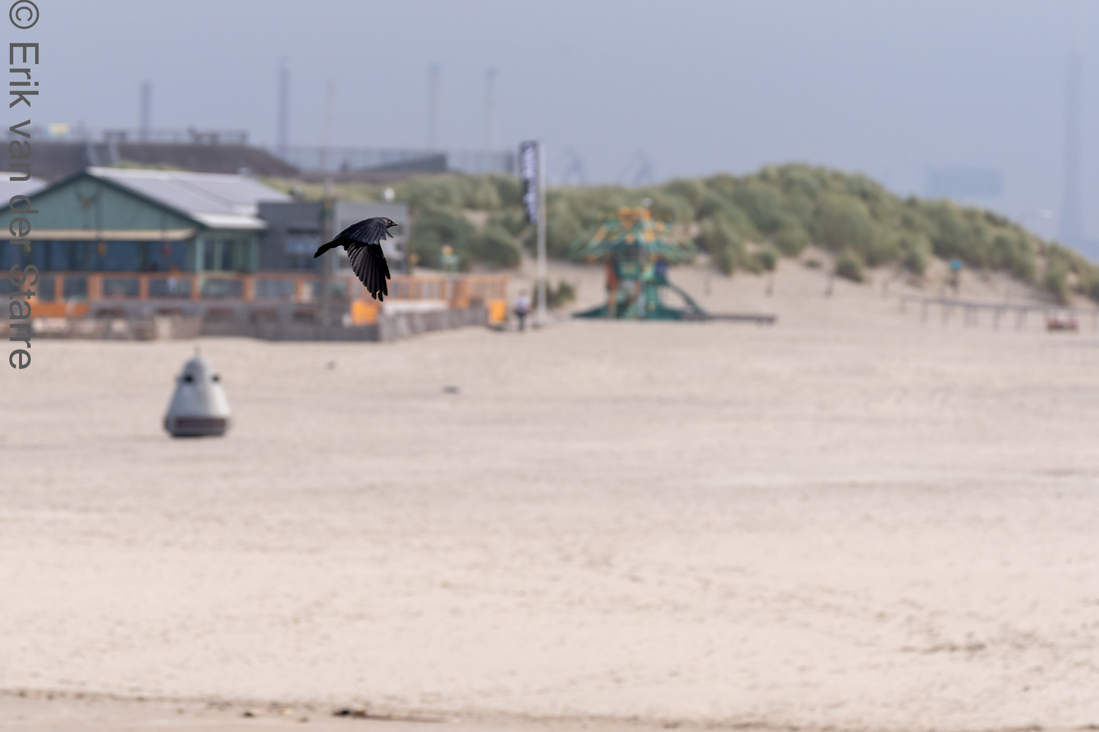 Vogolfotografie Aan De Kust 7301543