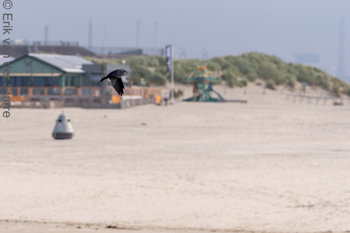 Vogolfotografie Aan De Kust 7301543