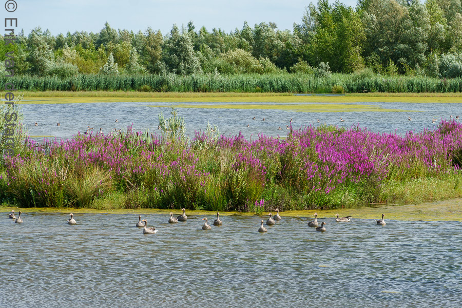 Trage Tocht Brabantse Biesbosch 6502924