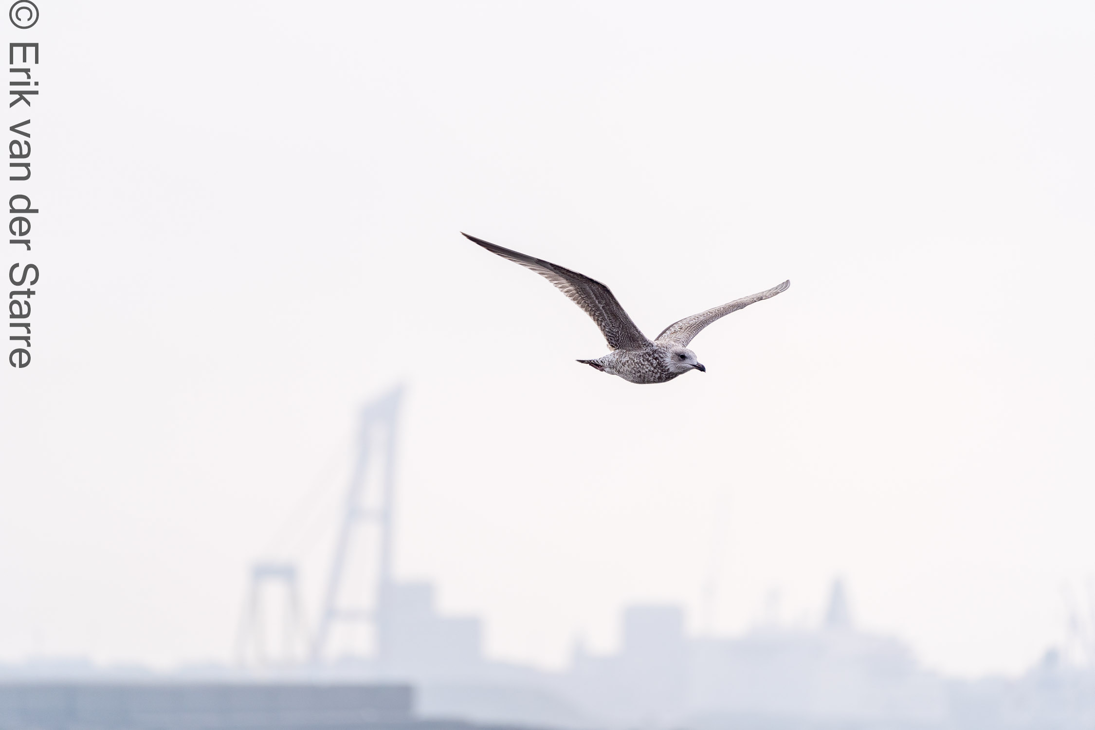 Vogolfotografie Aan De Kust 7301103