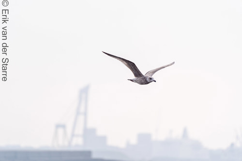 Vogolfotografie Aan De Kust 7301103