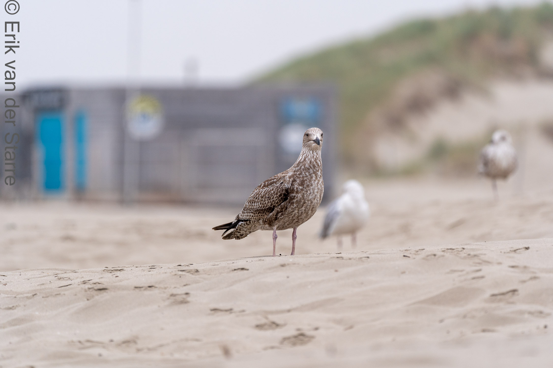 Vogolfotografie Aan De Kust 7300530