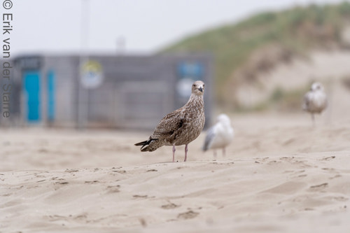 Vogolfotografie Aan De Kust 7300530