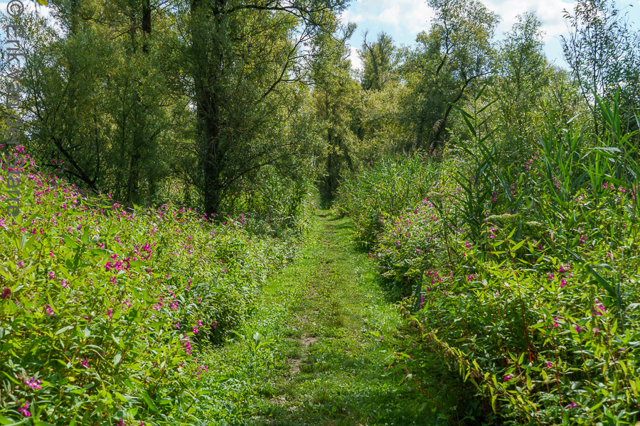 Trage Tocht Brabantse Biesbosch 6502785