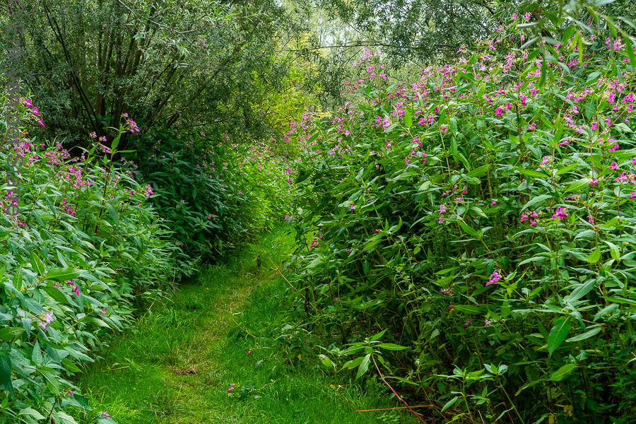 Trage Tocht Brabantse Biesbosch 6502841