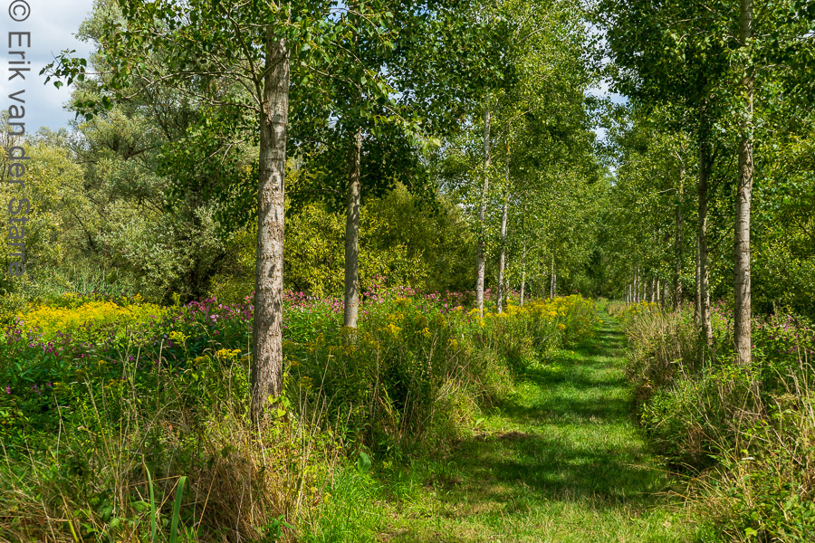 Trage Tocht Brabantse Biesbosch 6502885