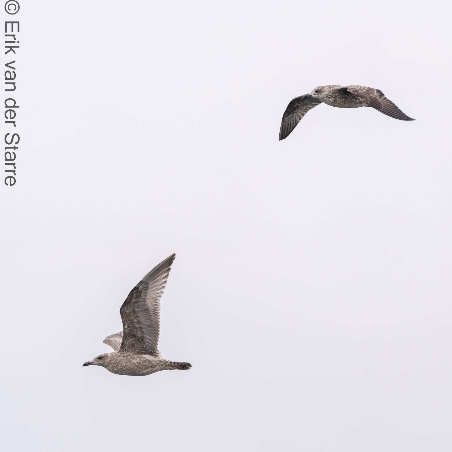 Vogolfotografie Aan De Kust 7301352