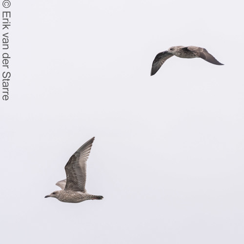 Vogolfotografie Aan De Kust 7301352