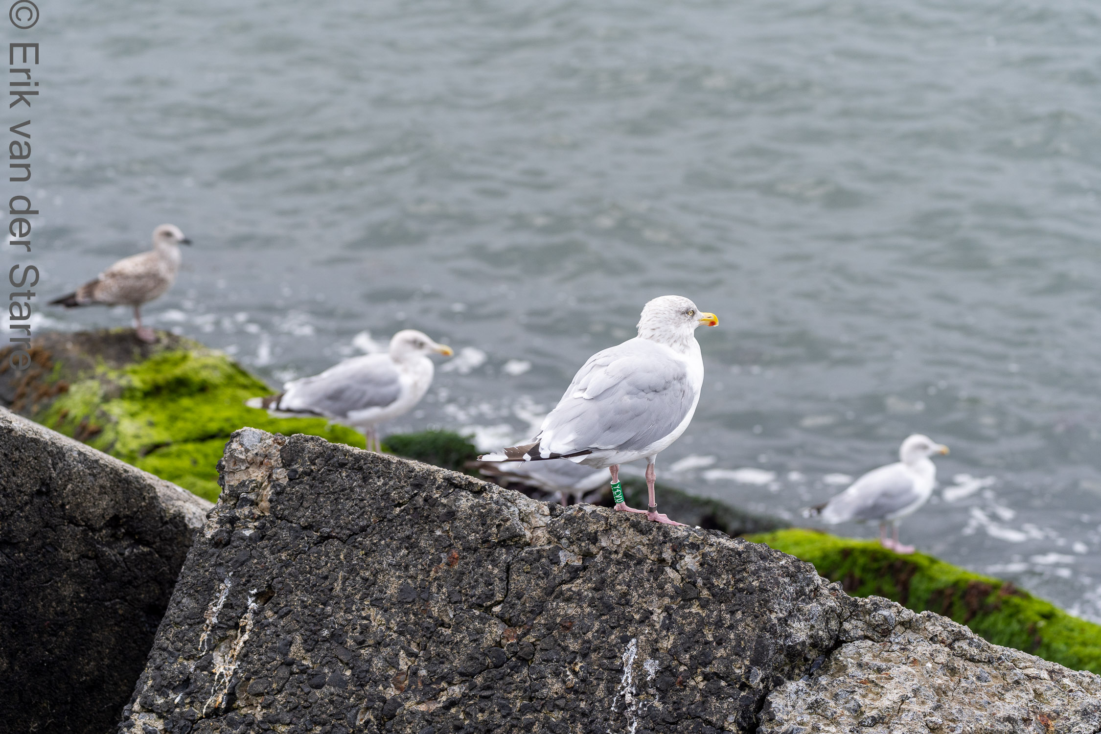 Vogolfotografie Aan De Kust 7301425
