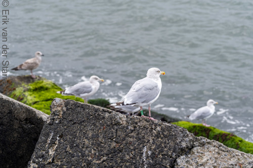 Vogolfotografie Aan De Kust 7301425