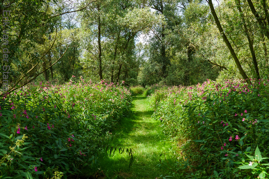 Trage Tocht Brabantse Biesbosch 6502876