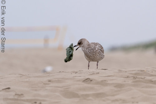 Vogolfotografie Aan De Kust 7300579