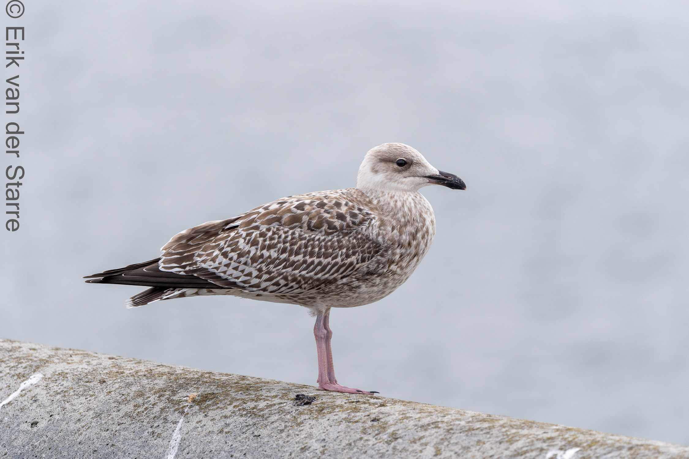 Vogolfotografie Aan De Kust 7301337