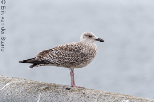 Vogolfotografie Aan De Kust 7301337