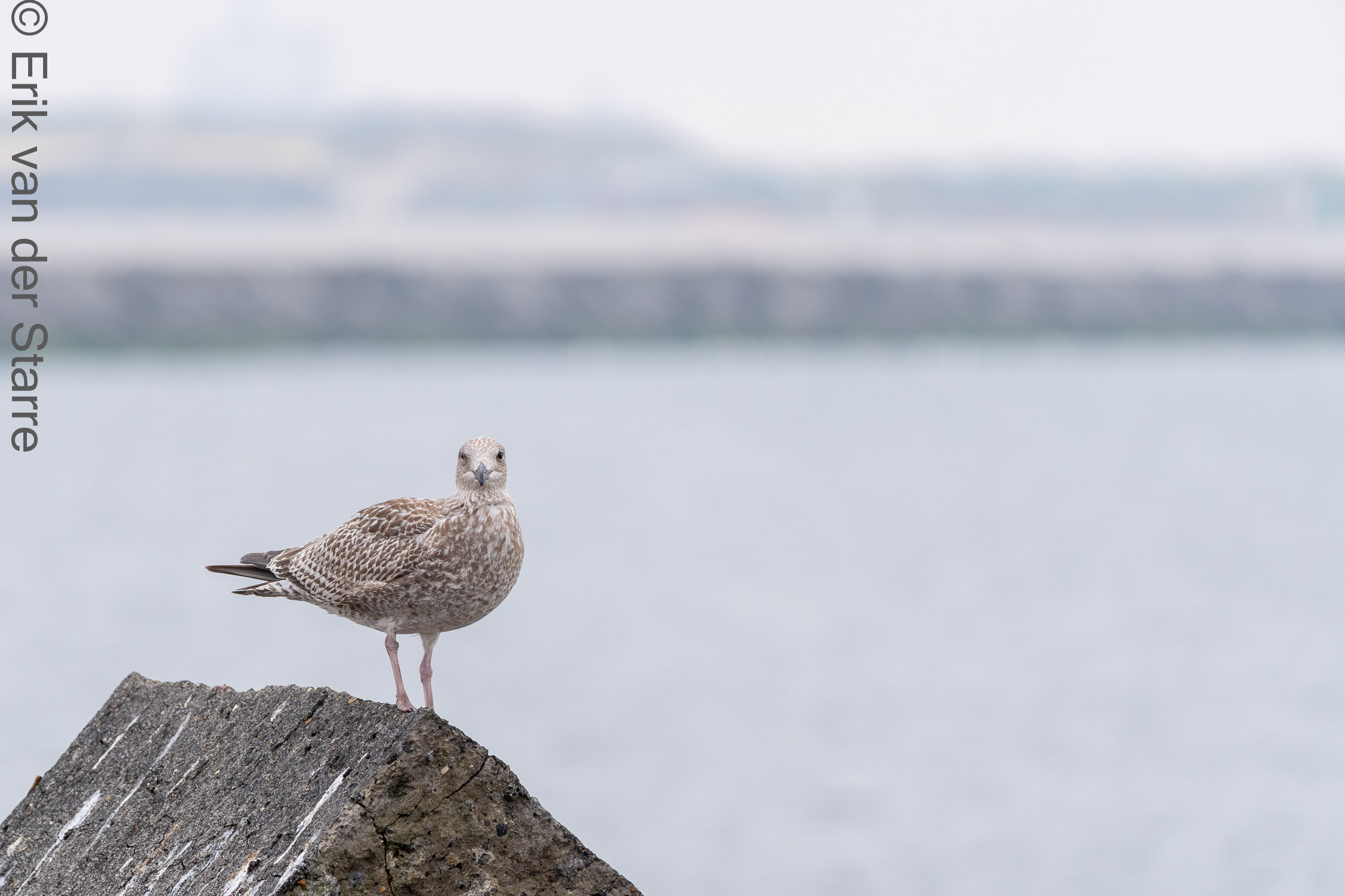 Vogolfotografie Aan De Kust 7301368