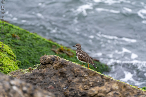 Vogolfotografie Aan De Kust 7300833