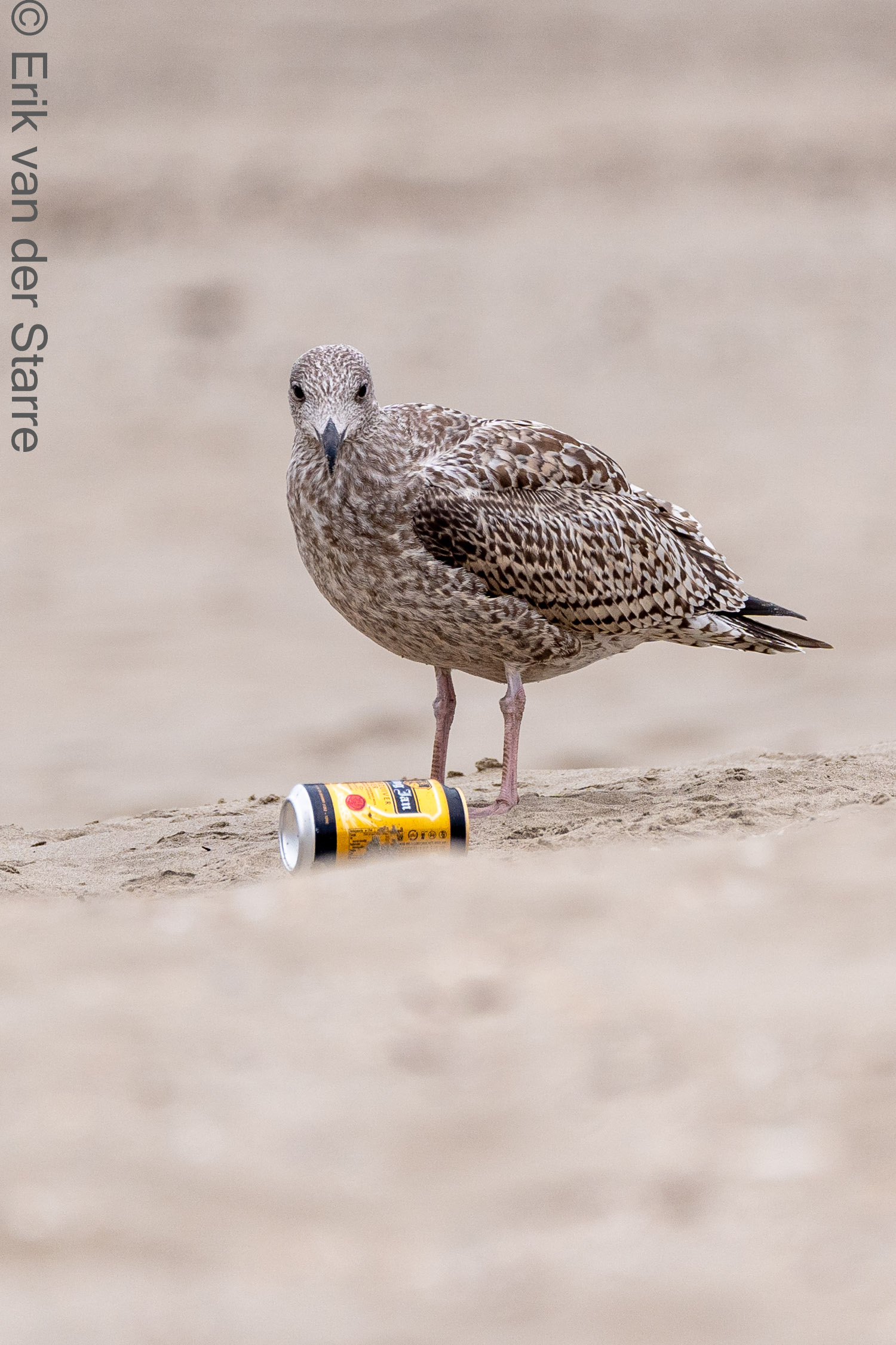 Vogolfotografie Aan De Kust 7300544
