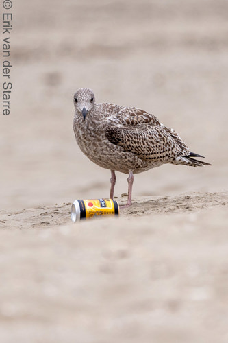 Vogolfotografie Aan De Kust 7300544