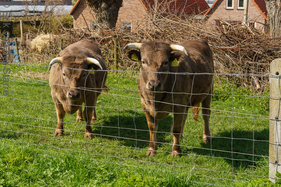 De Maas 6509307
