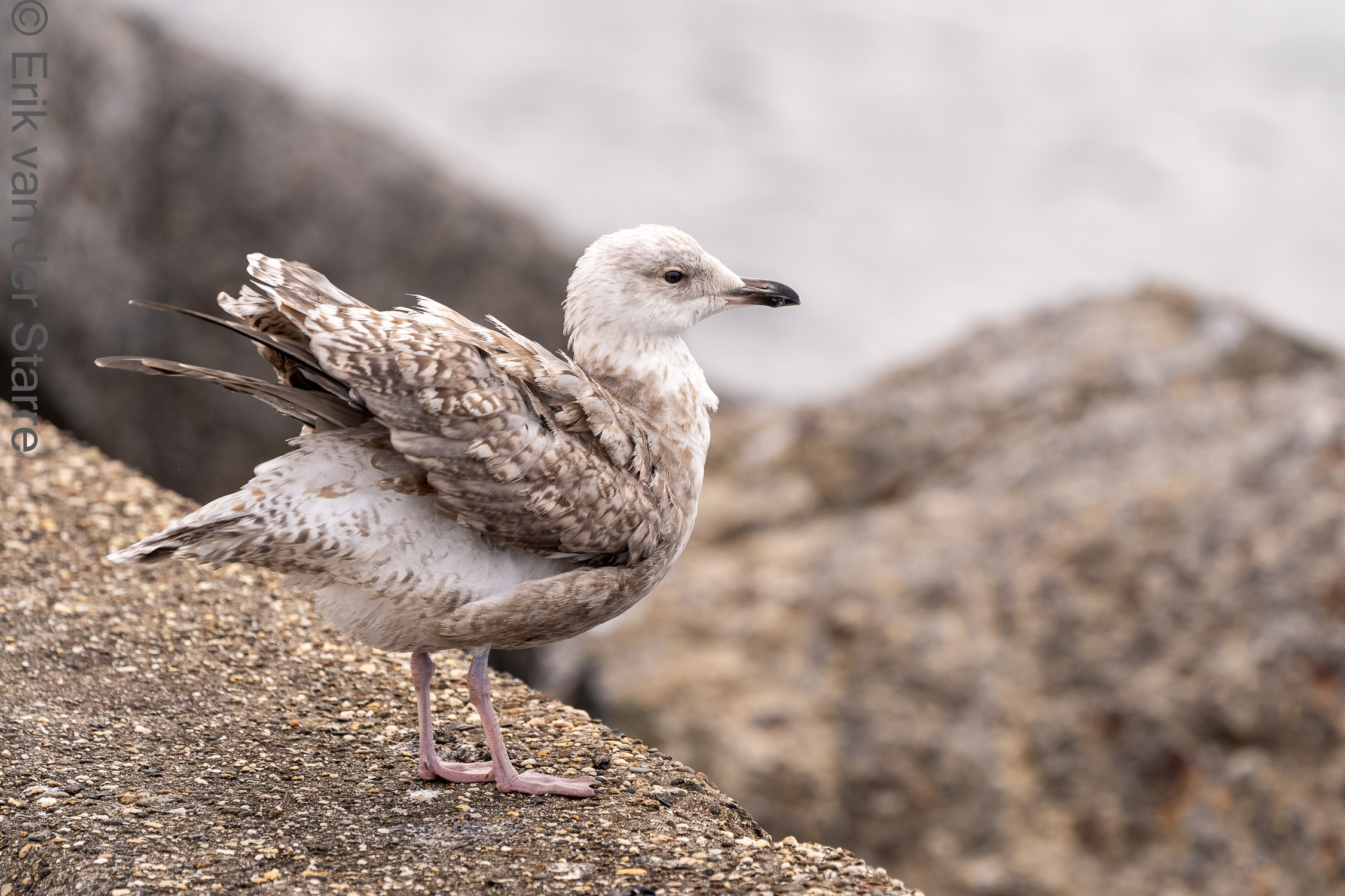 Vogolfotografie Aan De Kust 7301396