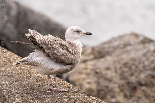 Vogolfotografie Aan De Kust 7301396