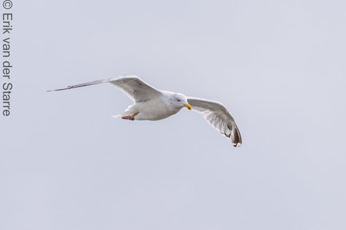 Vogolfotografie Aan De Kust 7301452