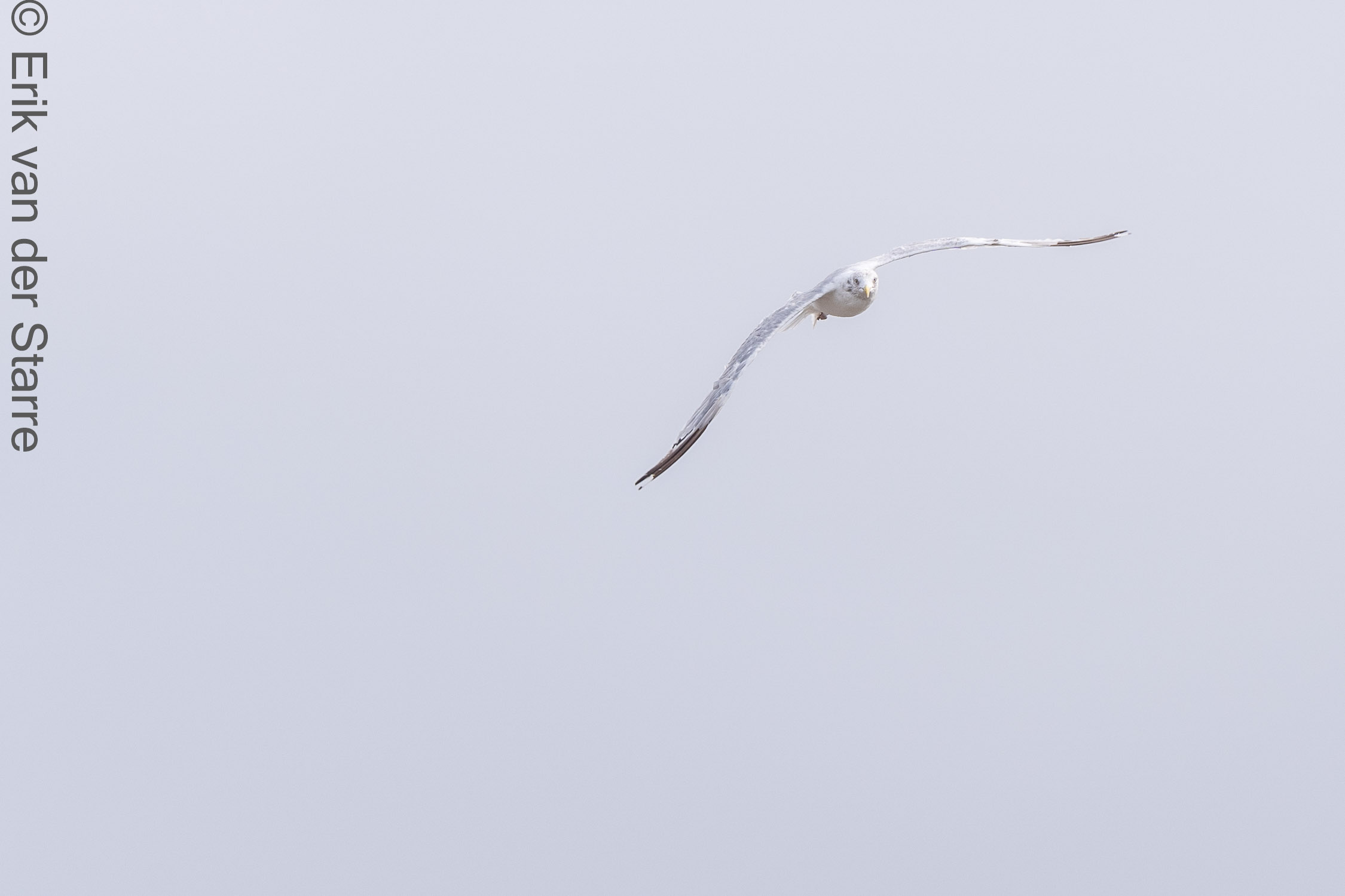 Vogolfotografie Aan De Kust 7301511