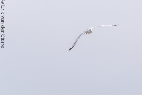 Vogolfotografie Aan De Kust 7301511