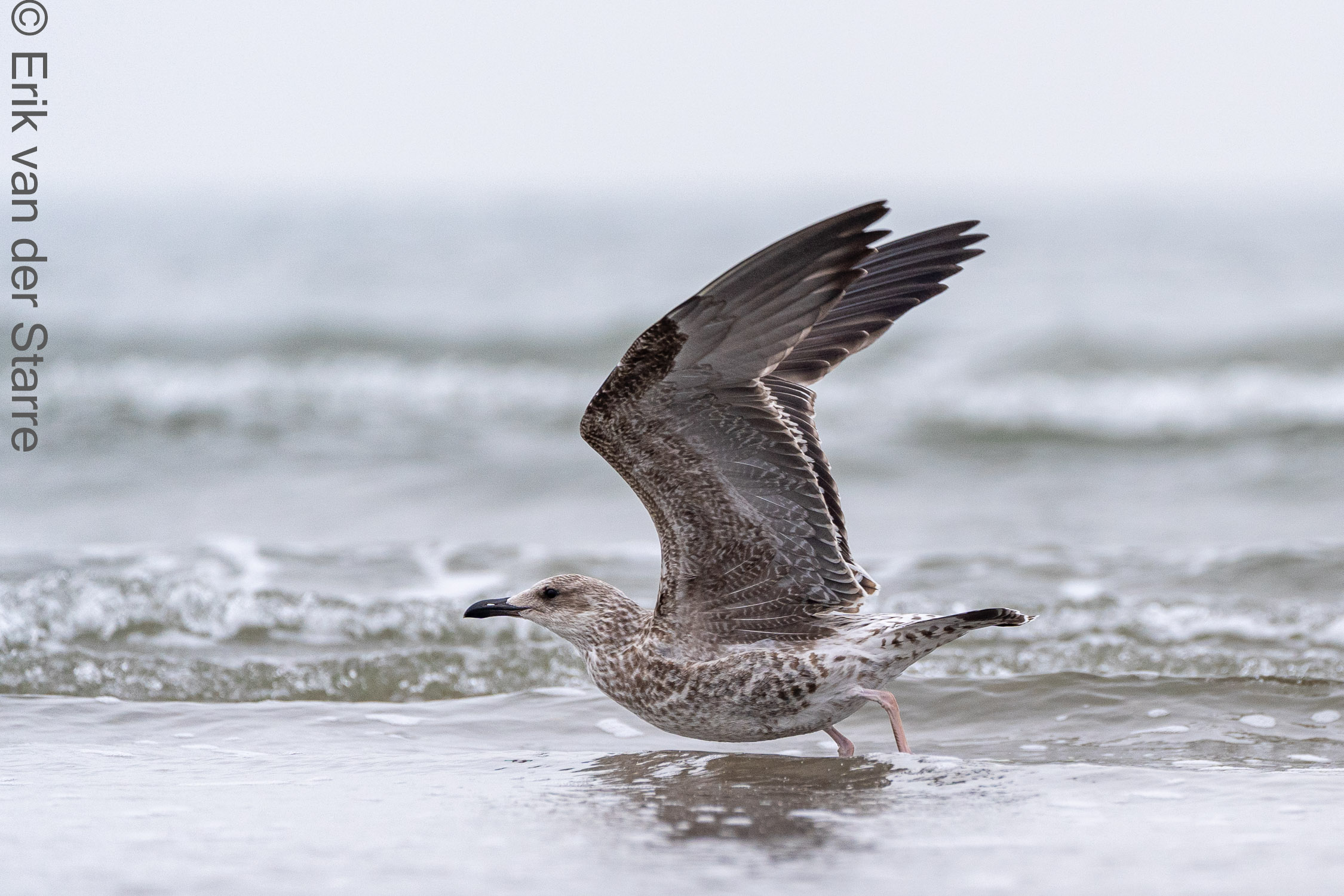 Vogolfotografie Aan De Kust 7300671