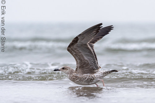 Vogolfotografie Aan De Kust 7300671