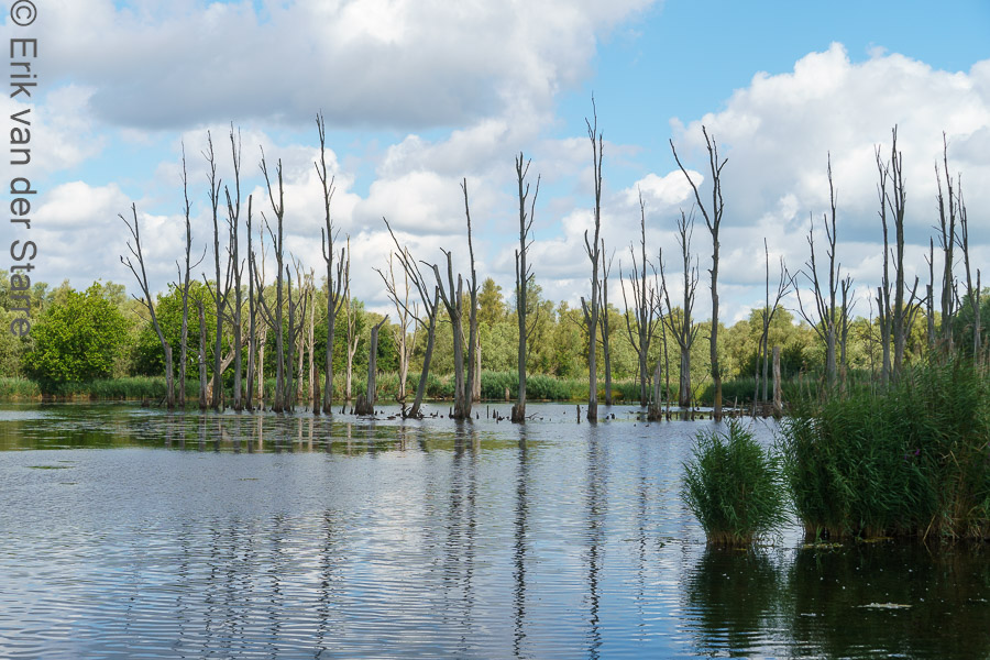 Trage Tocht Brabantse Biesbosch 6502744