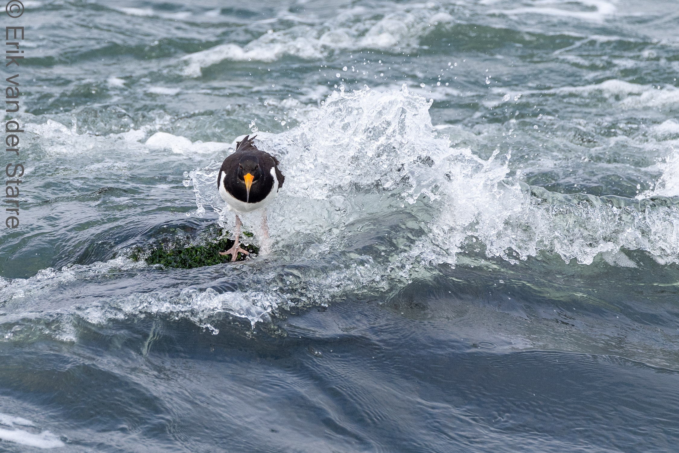 Vogolfotografie Aan De Kust 7301243