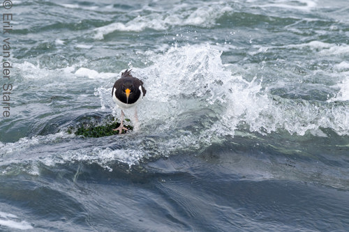 Vogolfotografie Aan De Kust 7301243
