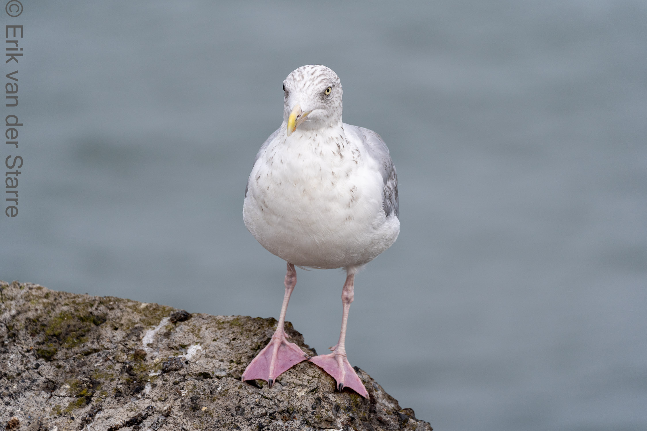 Vogolfotografie Aan De Kust 7300794