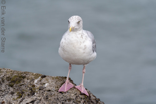 Vogolfotografie Aan De Kust 7300794